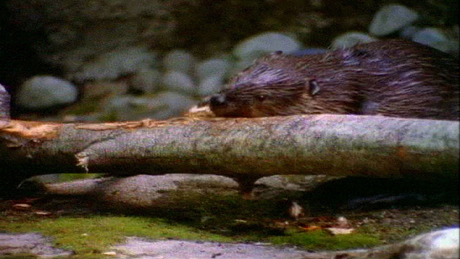 Incredible Creatures That Defy Evolution background