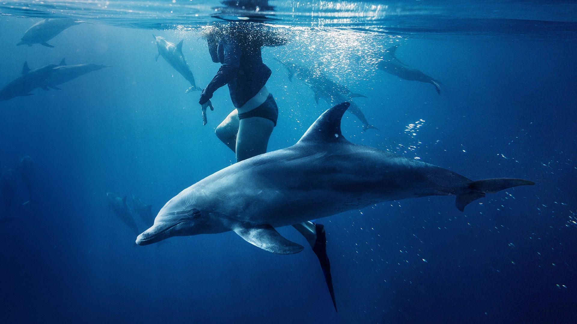 Saved from a Shark background