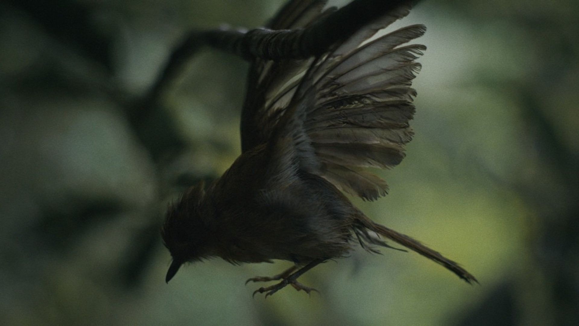 Broken Wings background