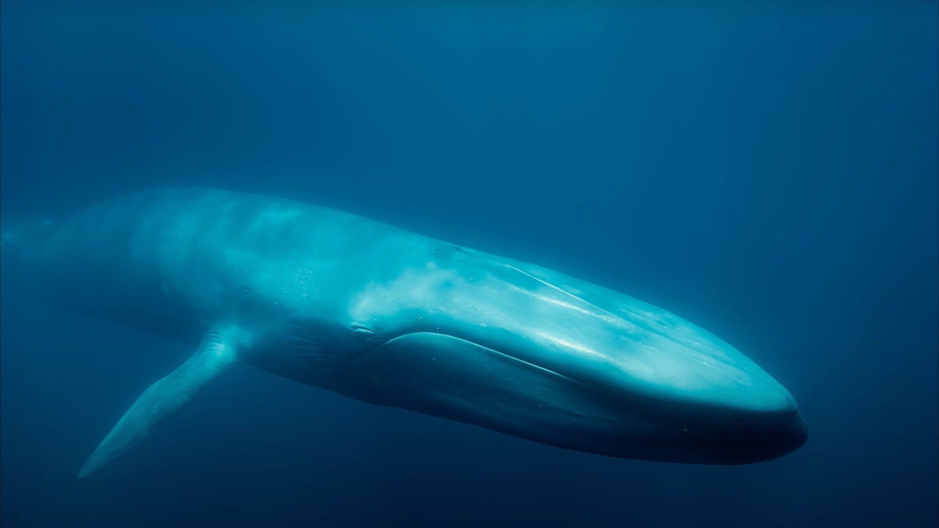 Blue Whales: Return of the Giants background