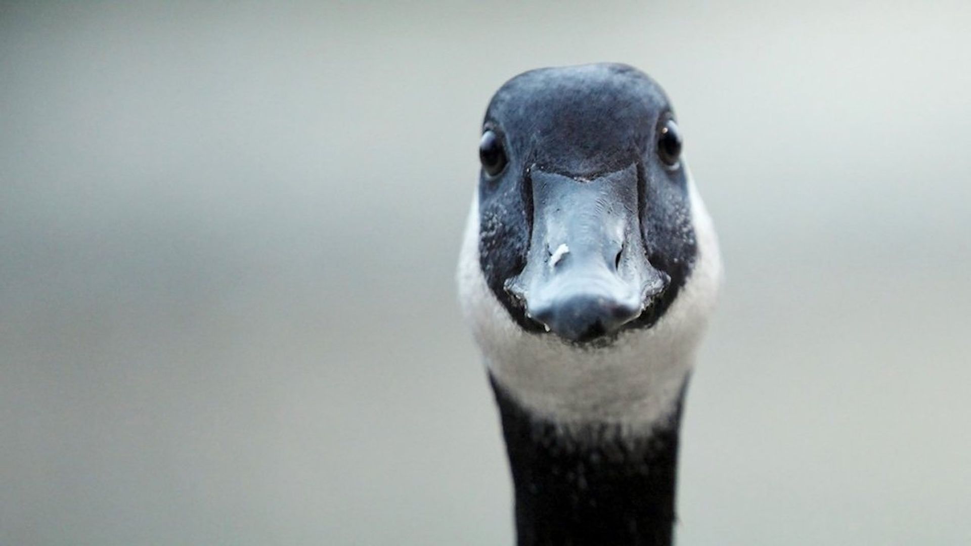 Modern Goose background