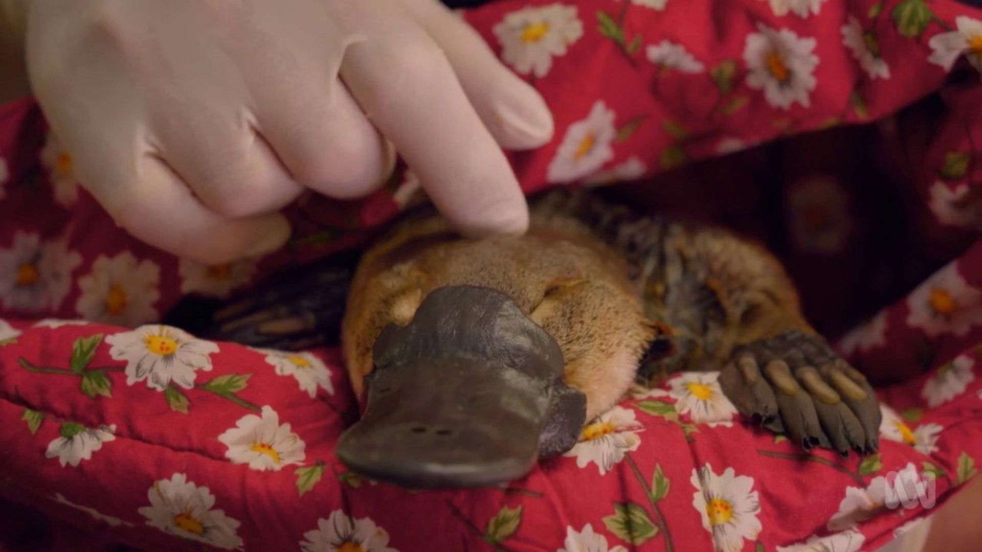 The Platypus Guardian background