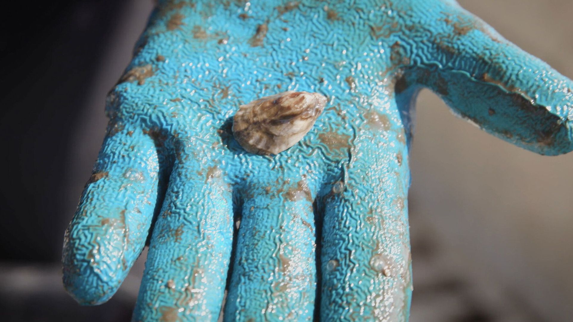 Unfiltered: The Truth About Oysters background