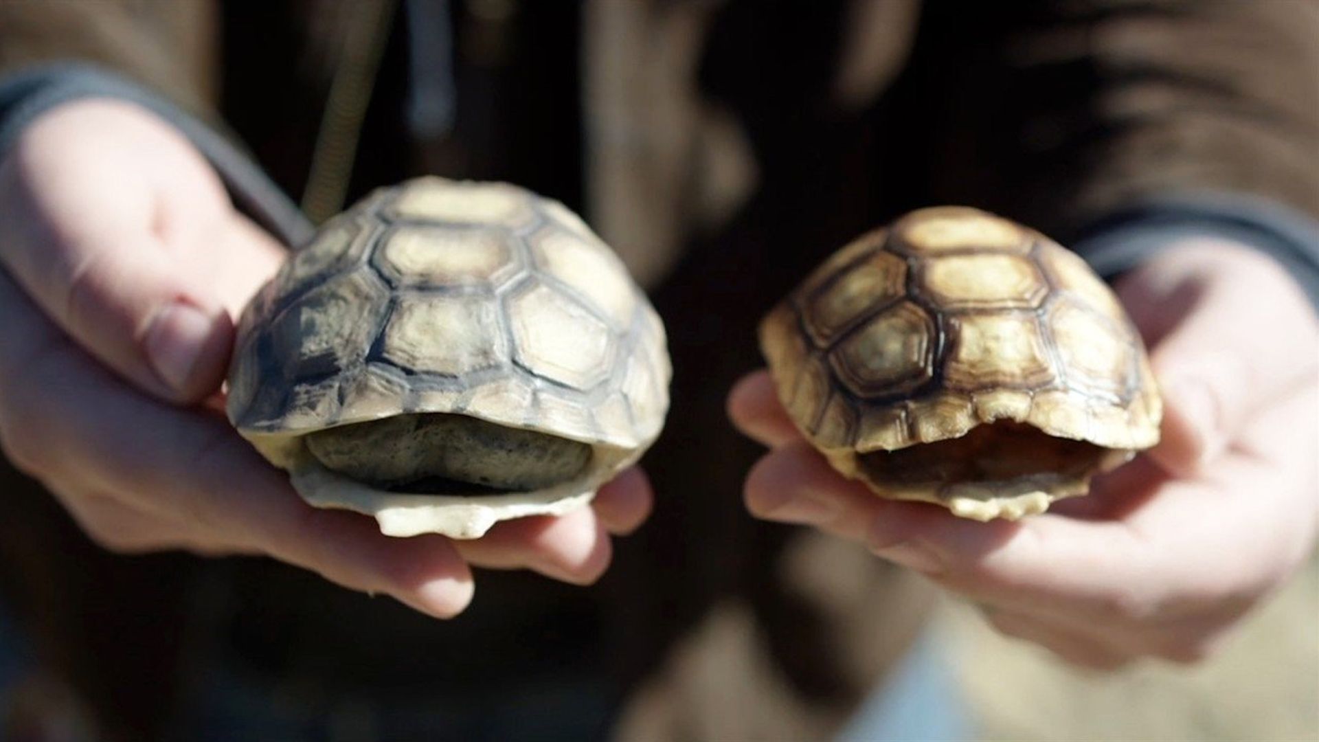 Eco-Hack! background