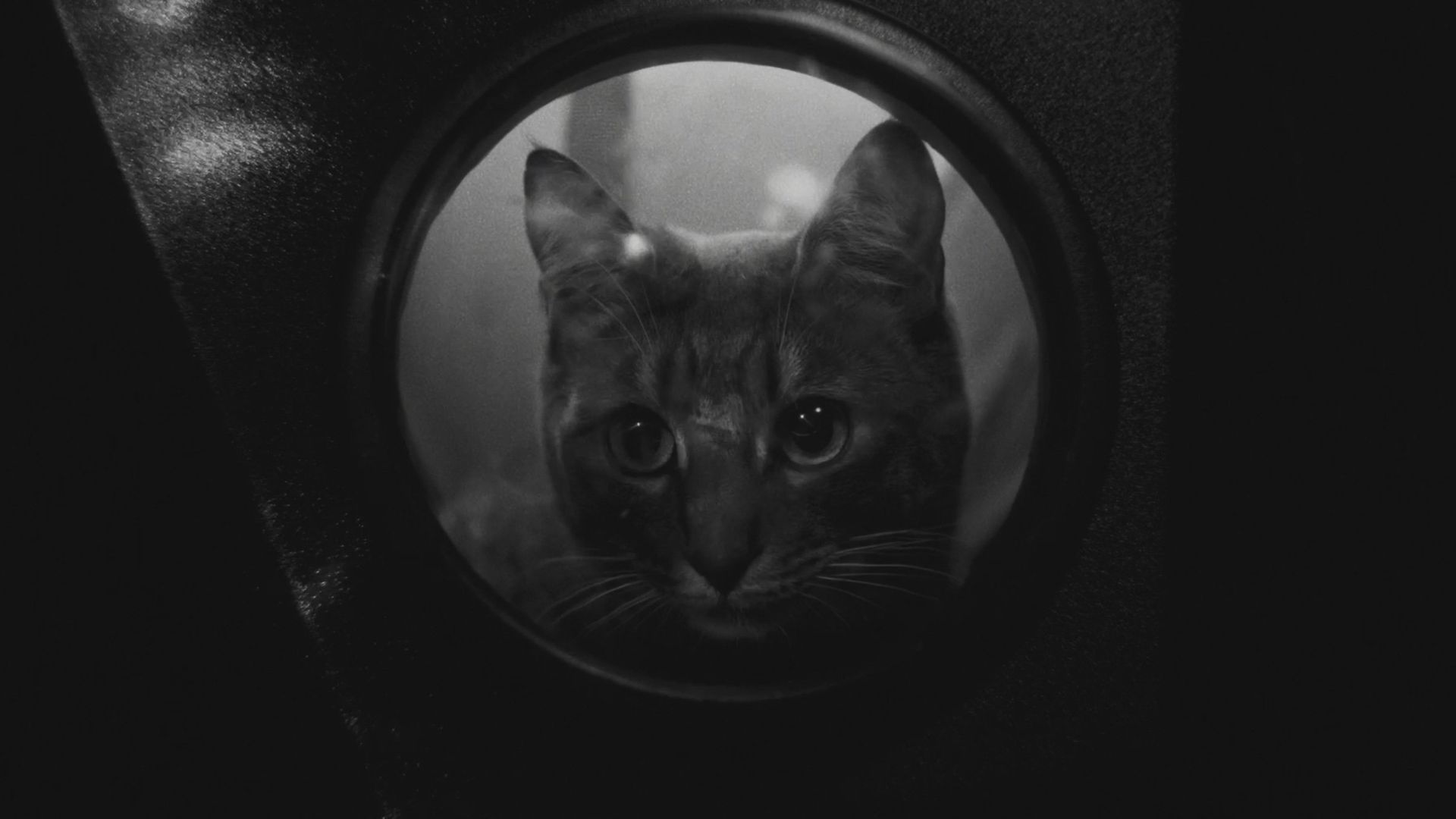 Jano & Dafi background