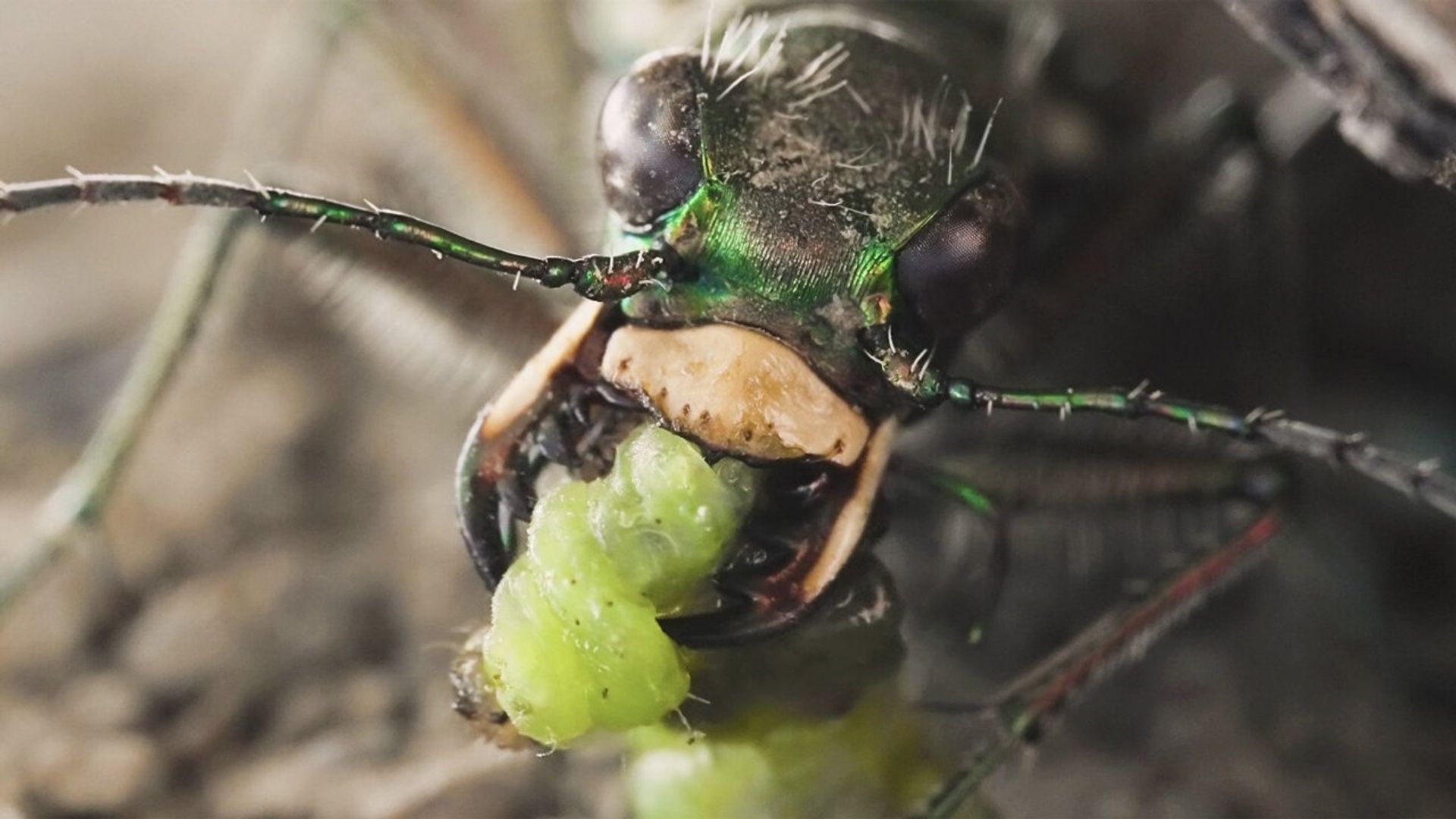 Sandcastle - The Secret Life of Potter Wasps background