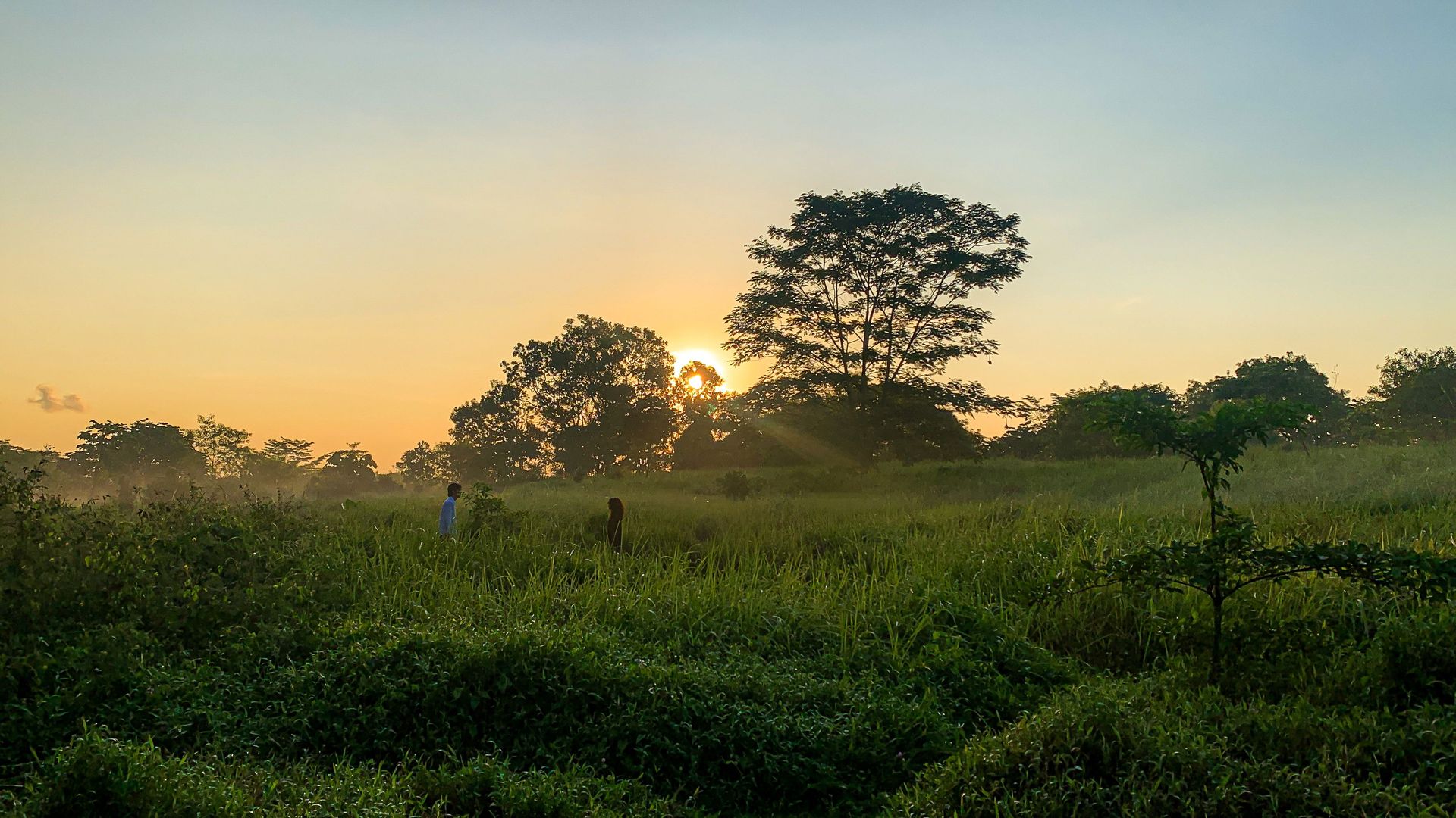 Halusinasiku background