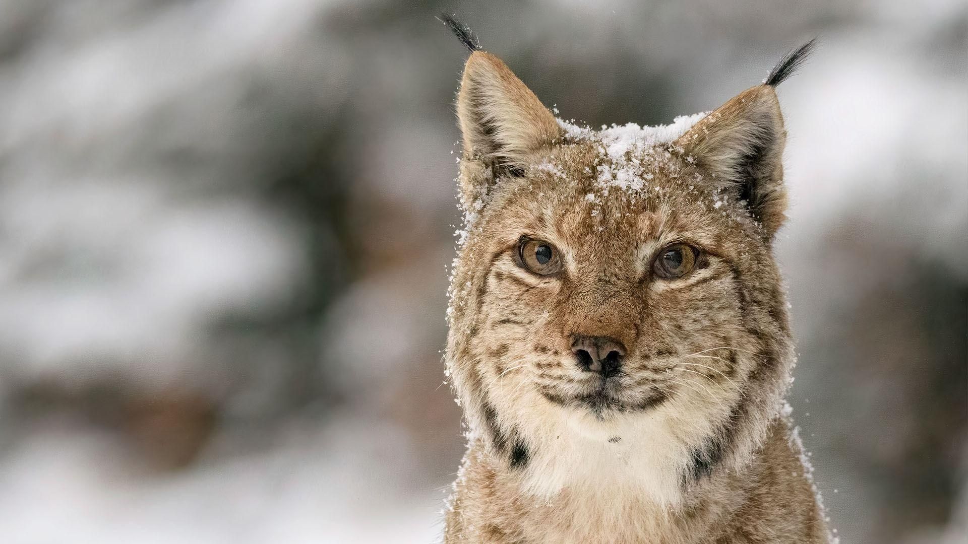 Transylvania's Wild Side background