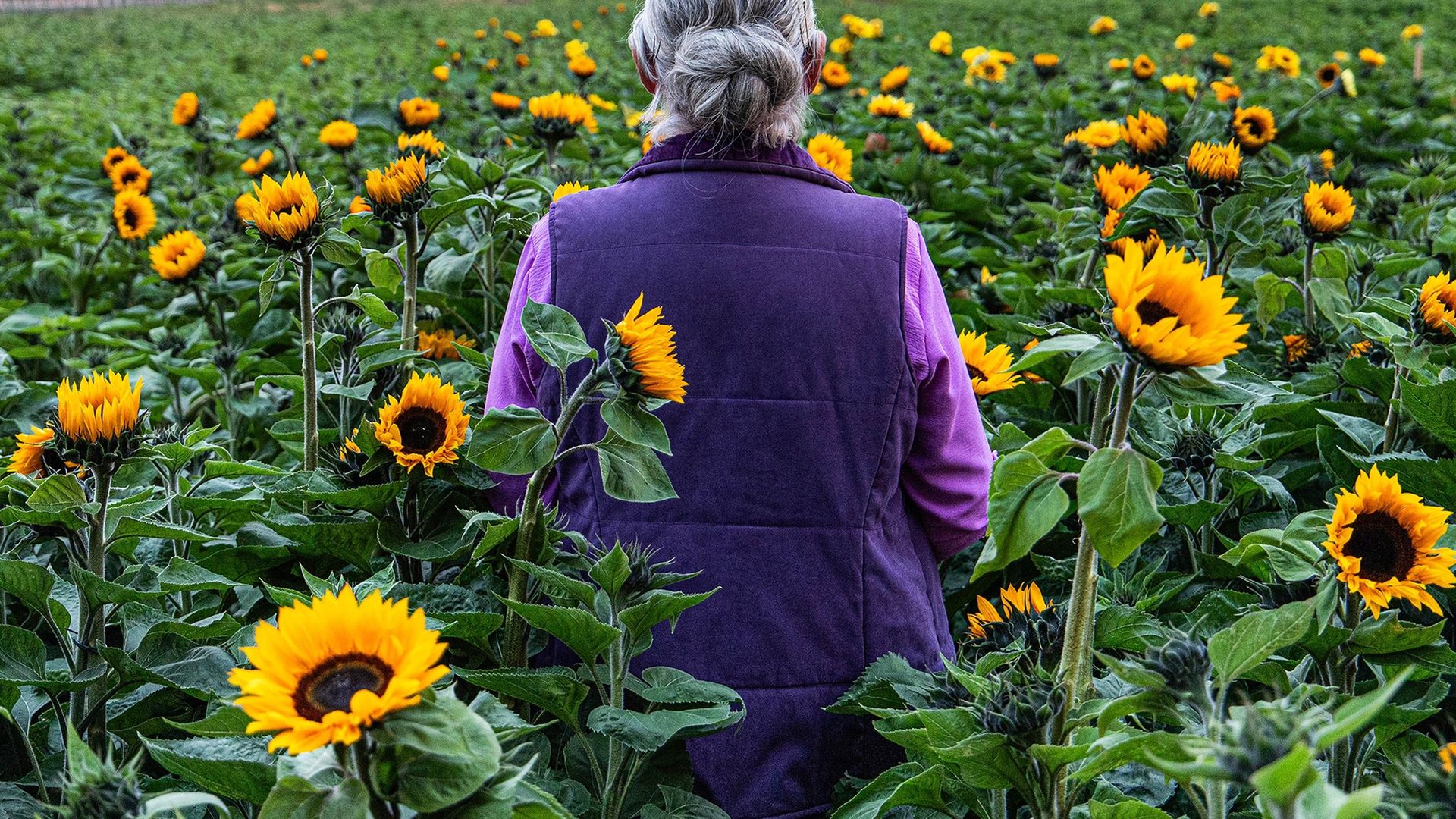 Sunphlowers background