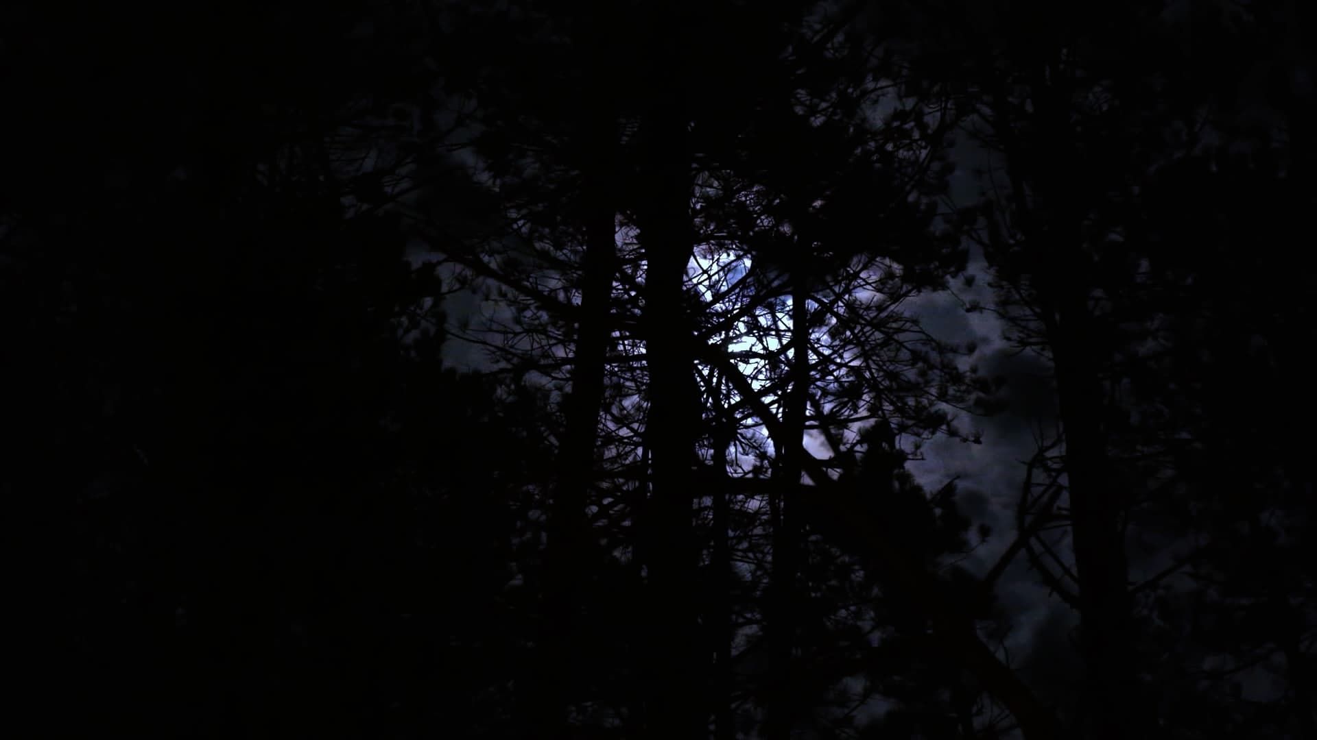 The Haunting of Hickcox Woods background