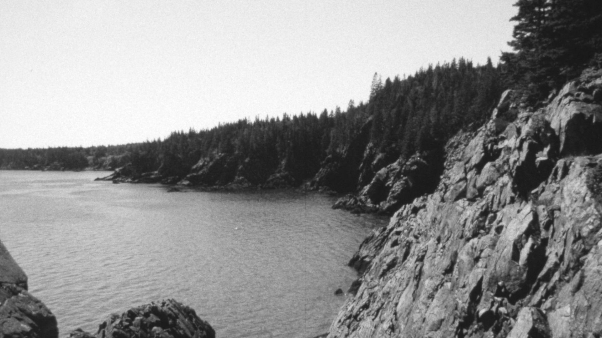 The Forest and the Sea background