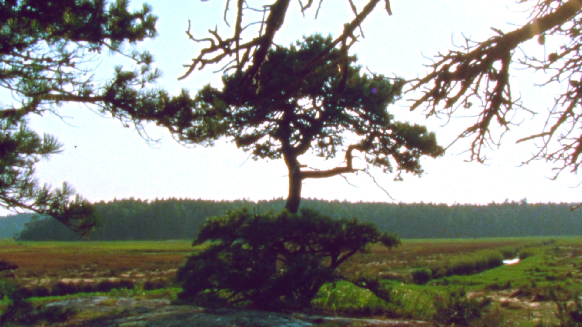 Jasper Beach and the Salt Marsh background