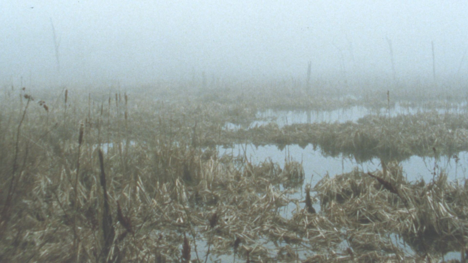 Early Spring Wetlands background