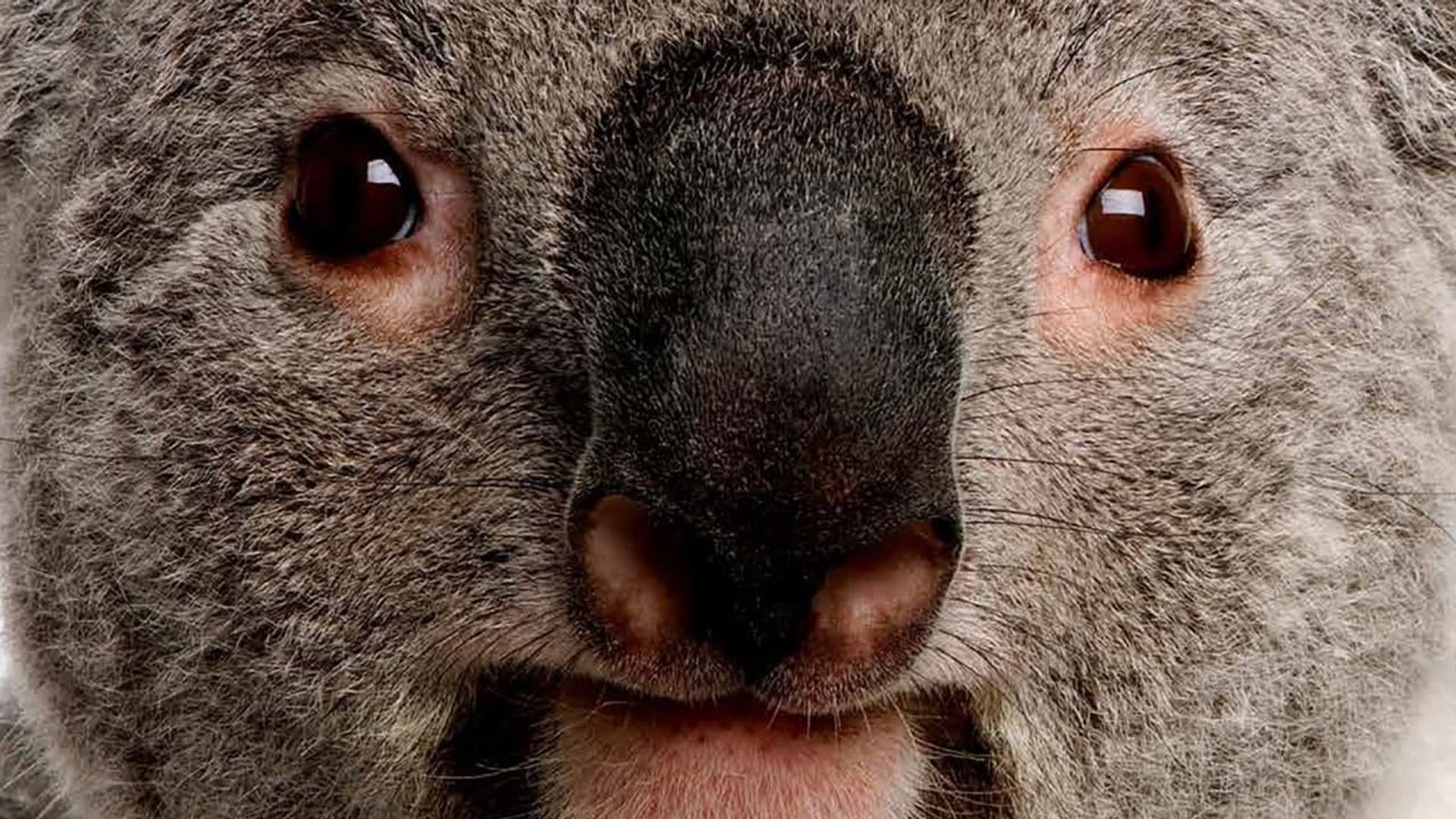 The Koalas background