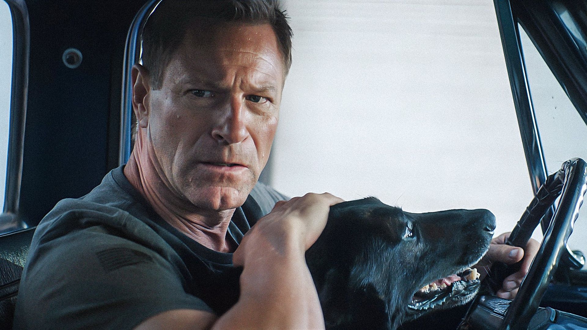 Muzzle: City of Wolves background