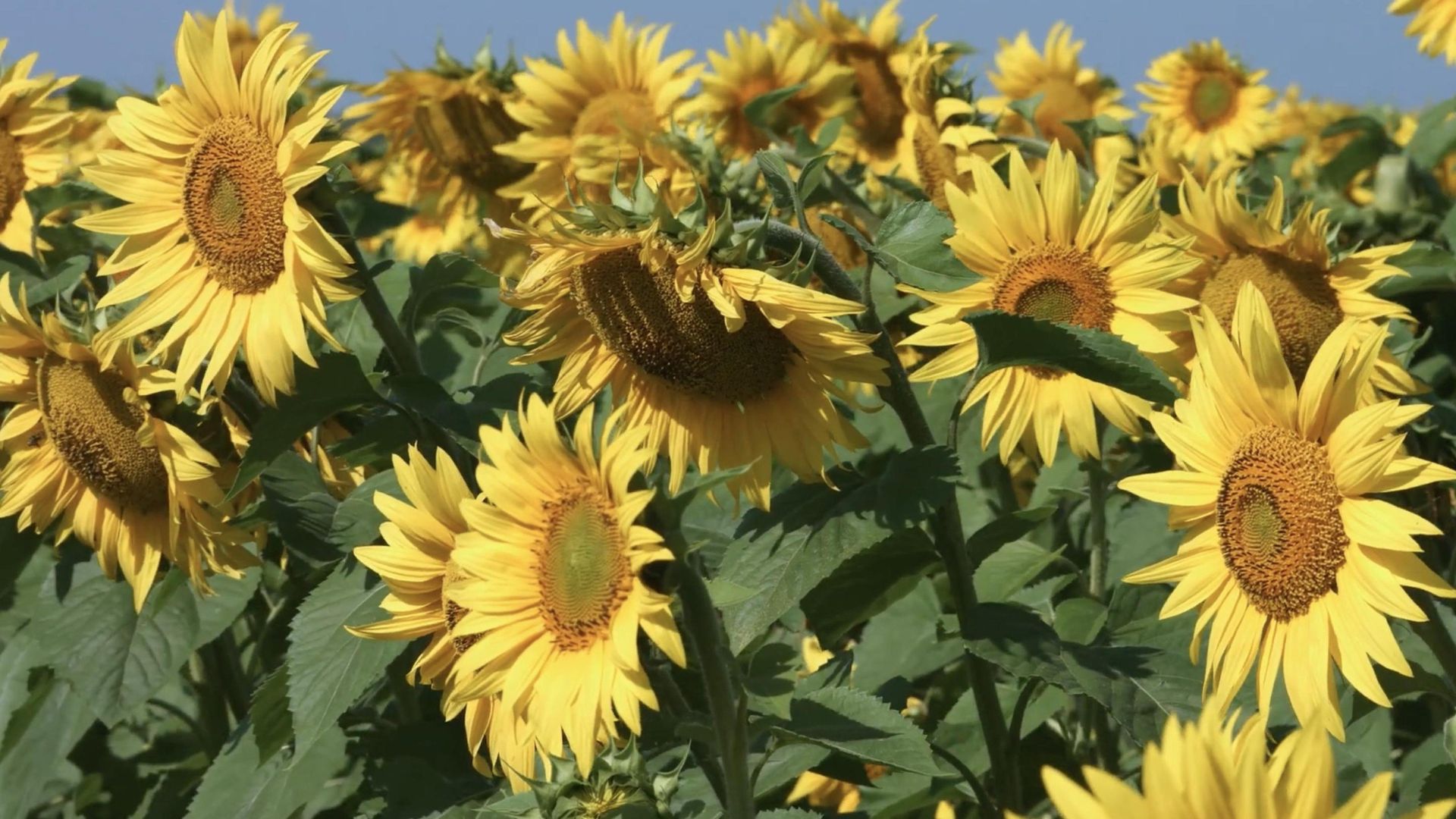As the Sunflower Whispers background