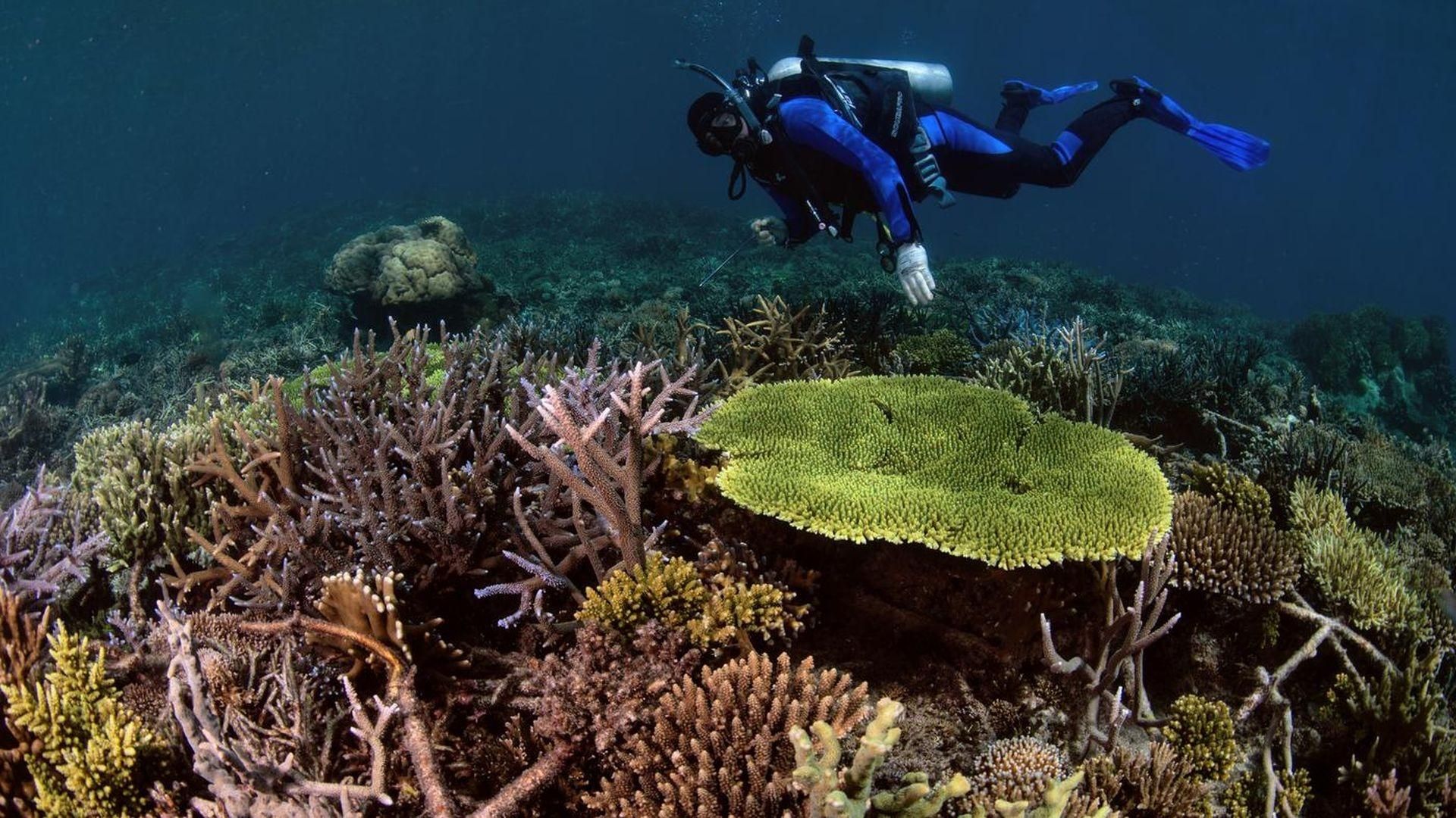 Super Reefs background