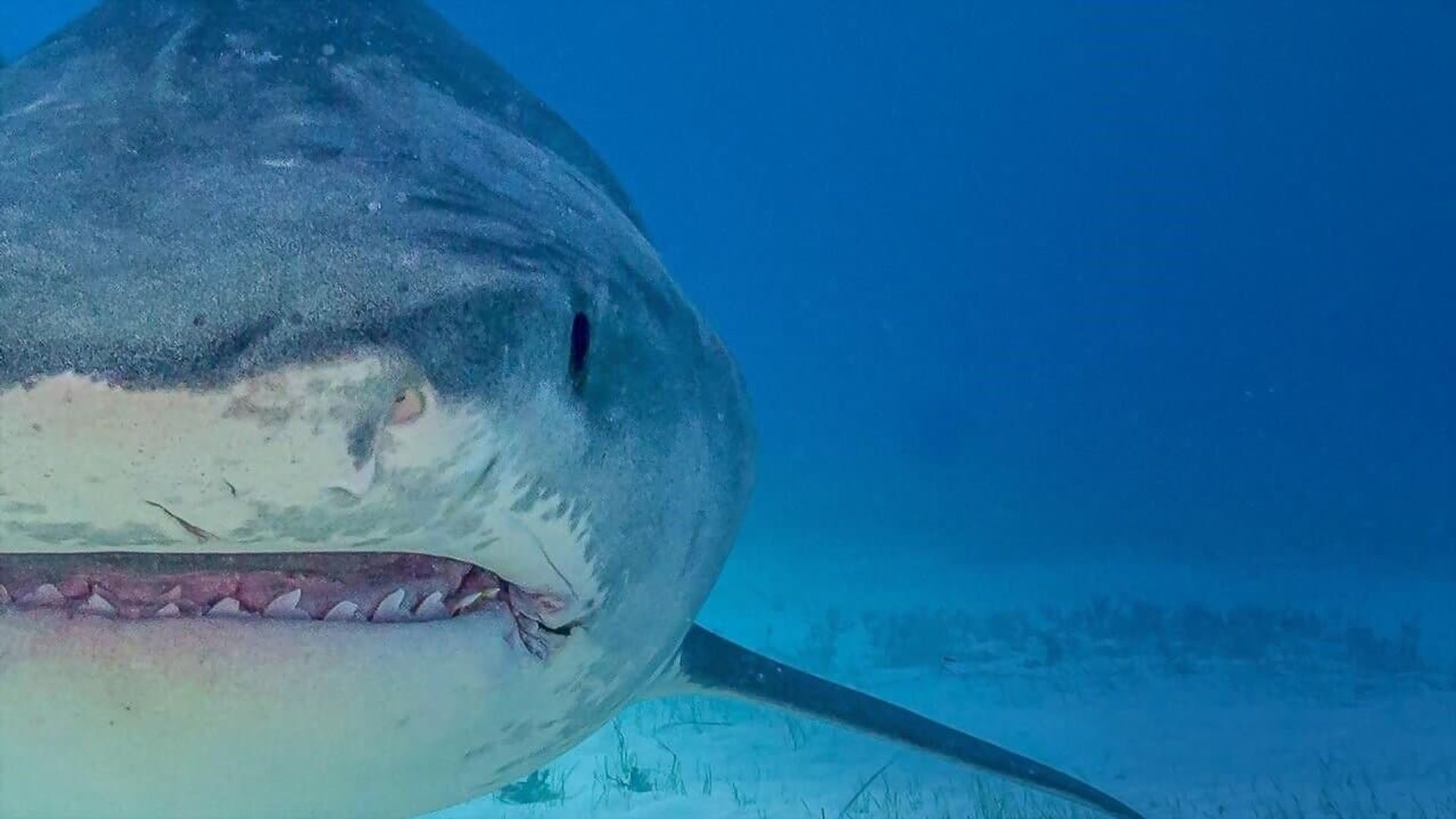 National Geographic Sharkfest background