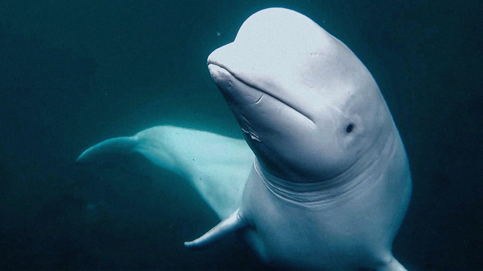 Secrets of the Spy Whale background