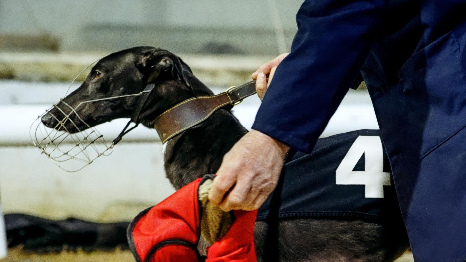 Going to the Dogs background