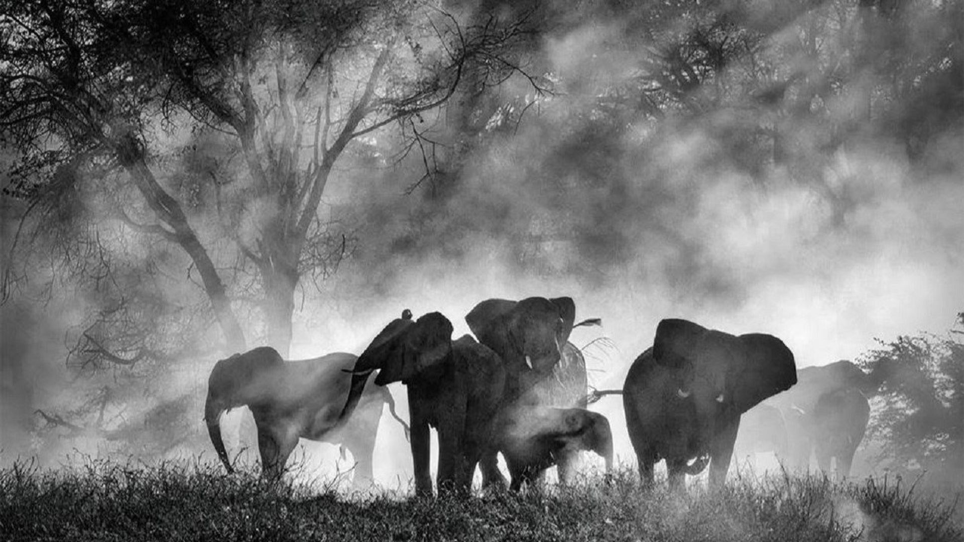 Ghost Elephants background