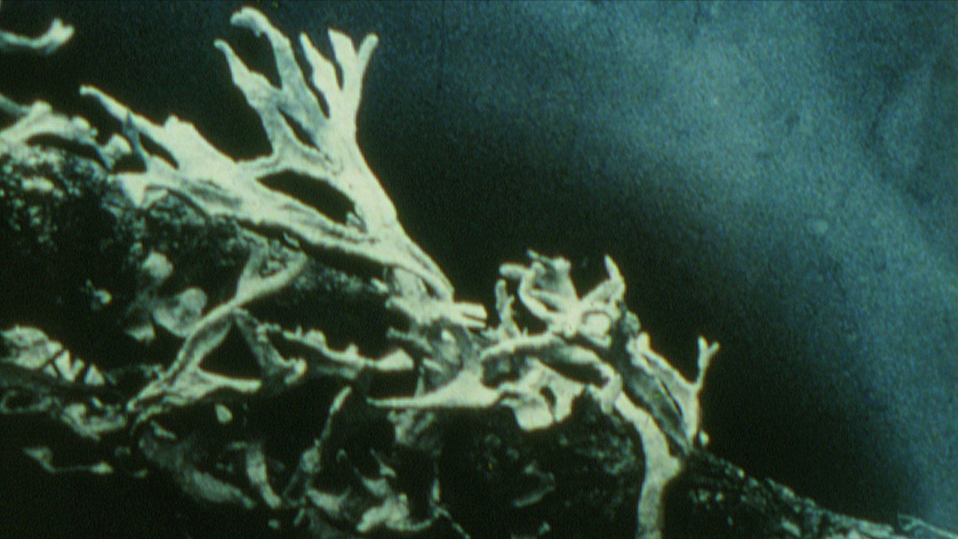 Discoveries on the Forest Floor 1-3 background