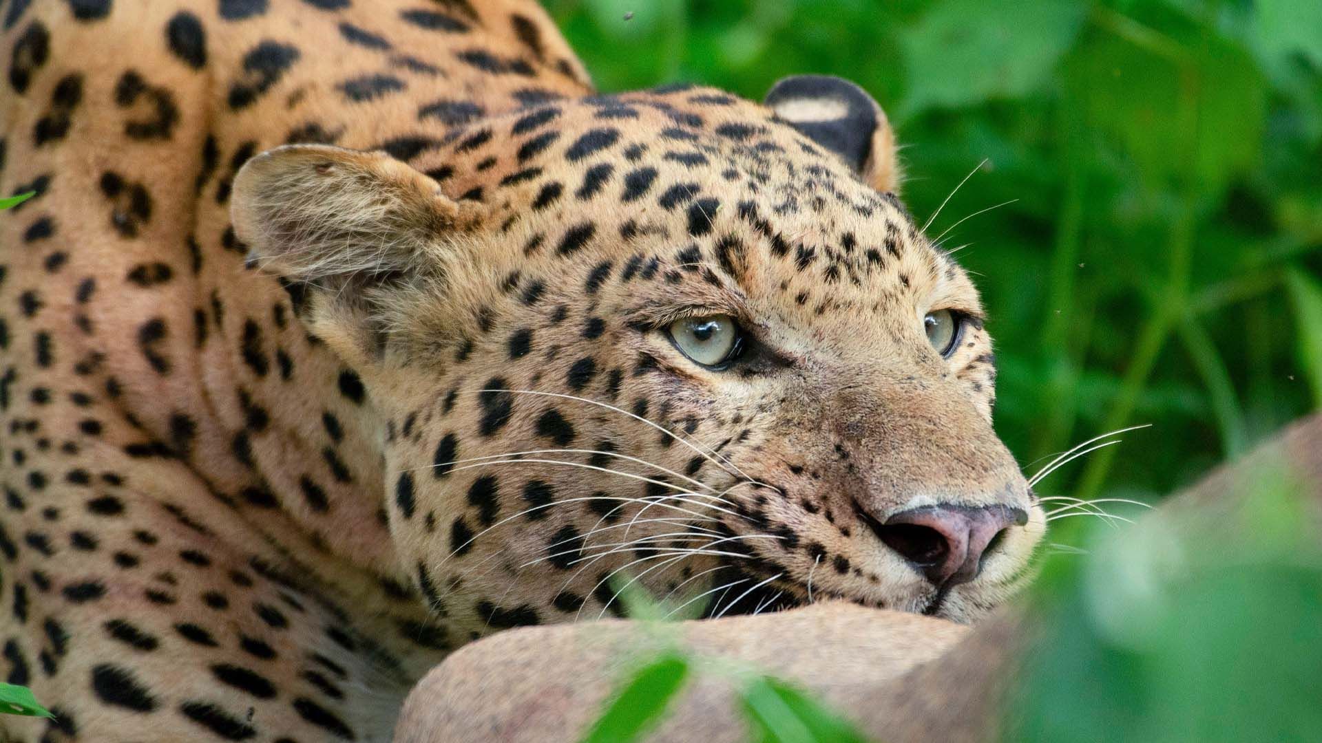 Leopard Dynasty – The Rise of Rana background