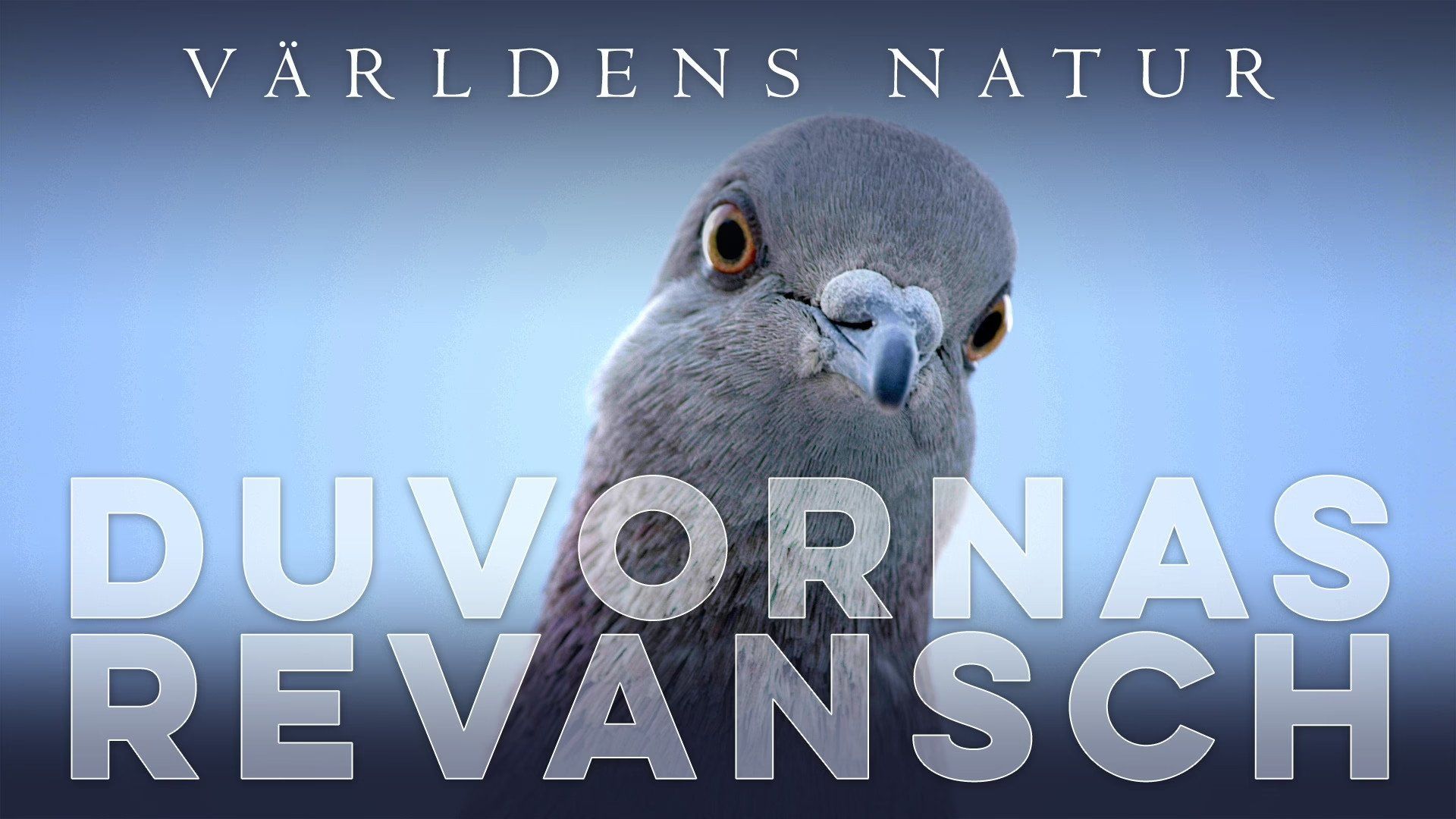 The Pigeon Hustle background