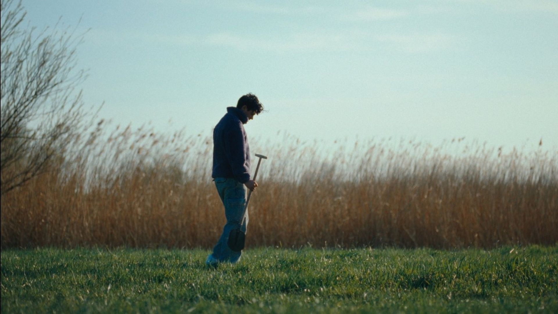 A Quarter Century Tulip background