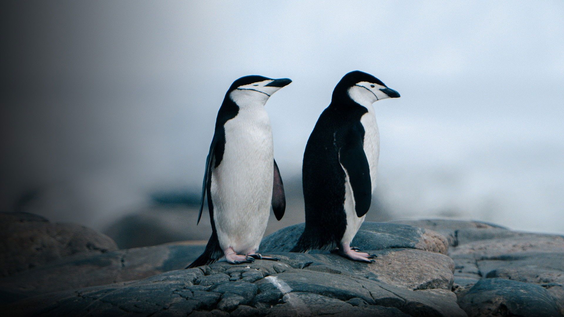 Animal Pride: Nature's Coming Out Story background