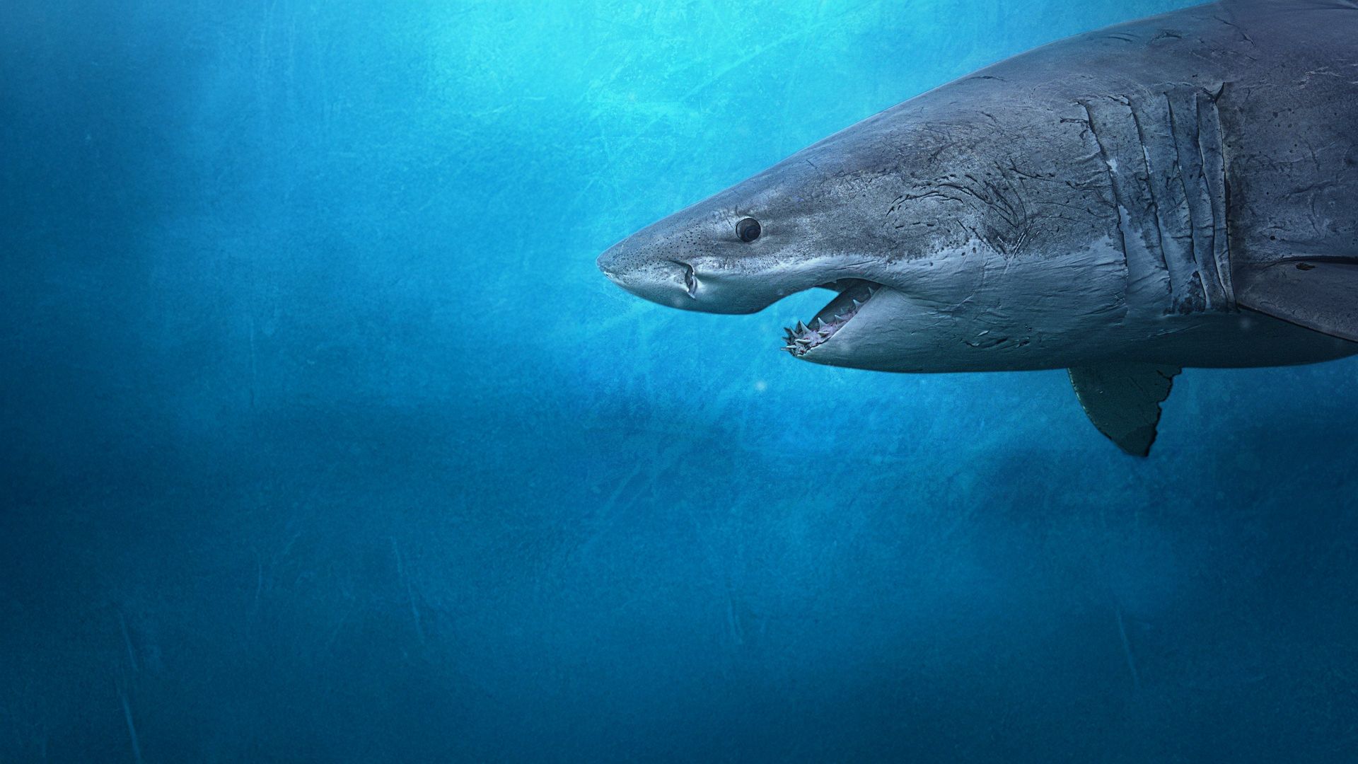 Sharks of the North background