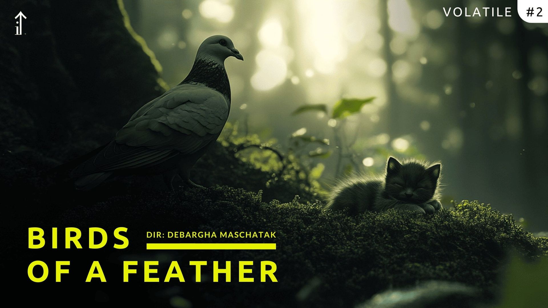 Volatile: Birds of a Feather background