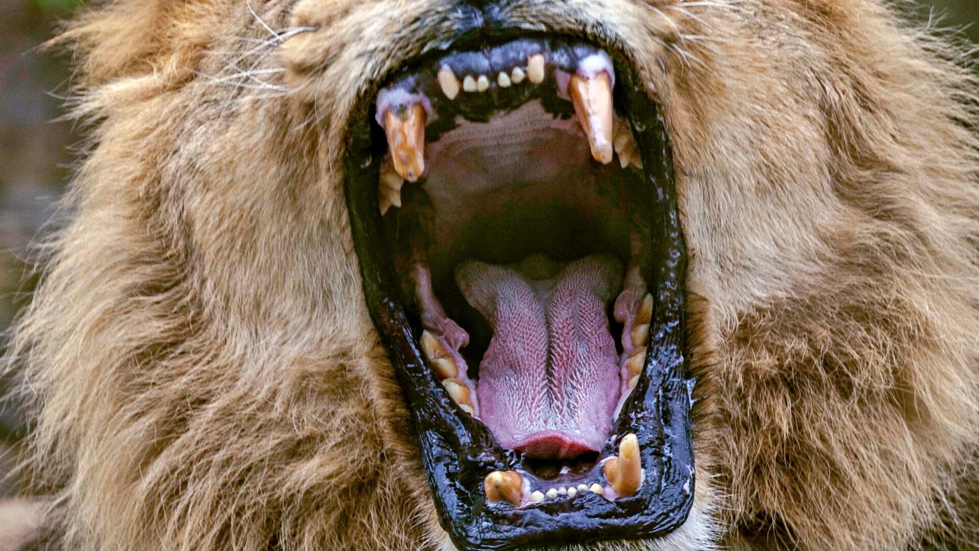 Man-Eating Zombie Cats background