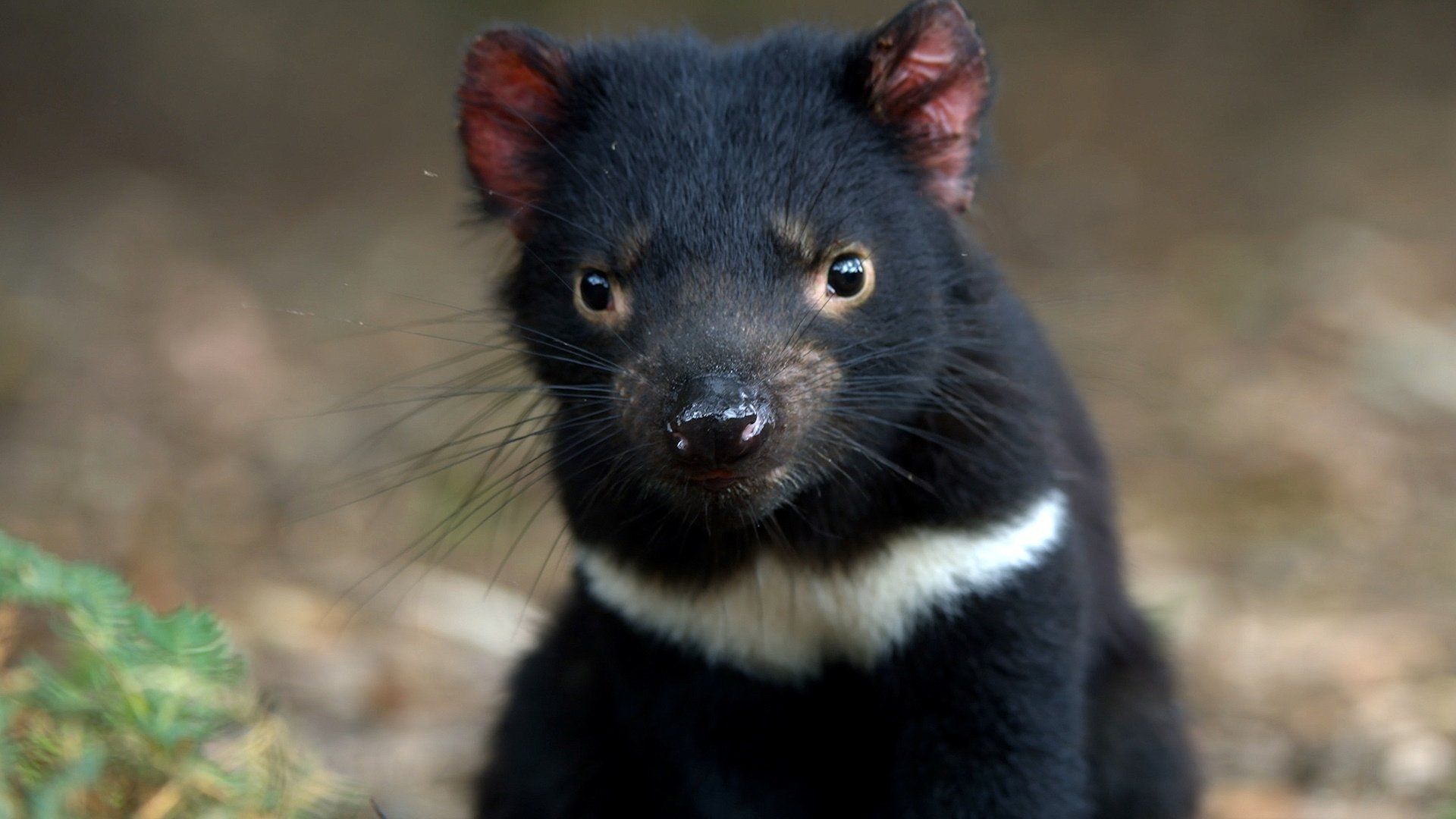 Living with Devils background