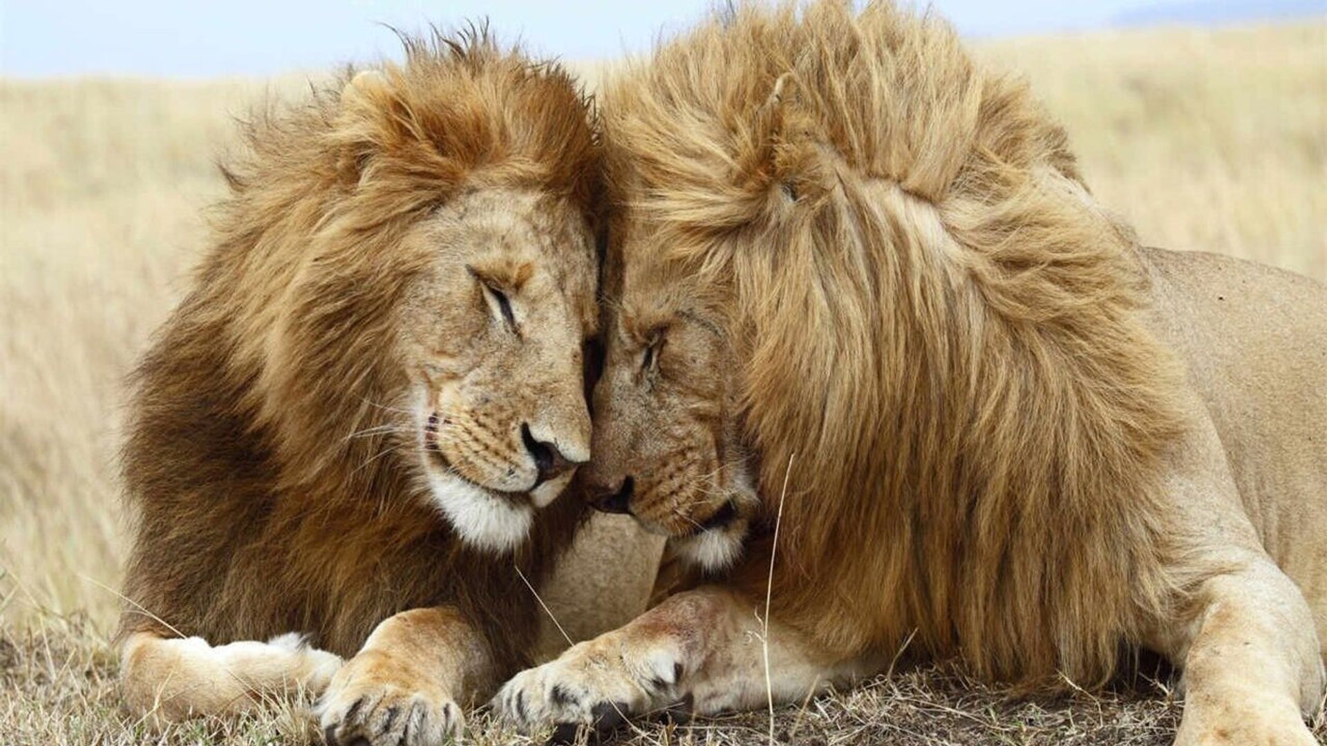 Second Nature: Gender and Sexuality in the Animal World background