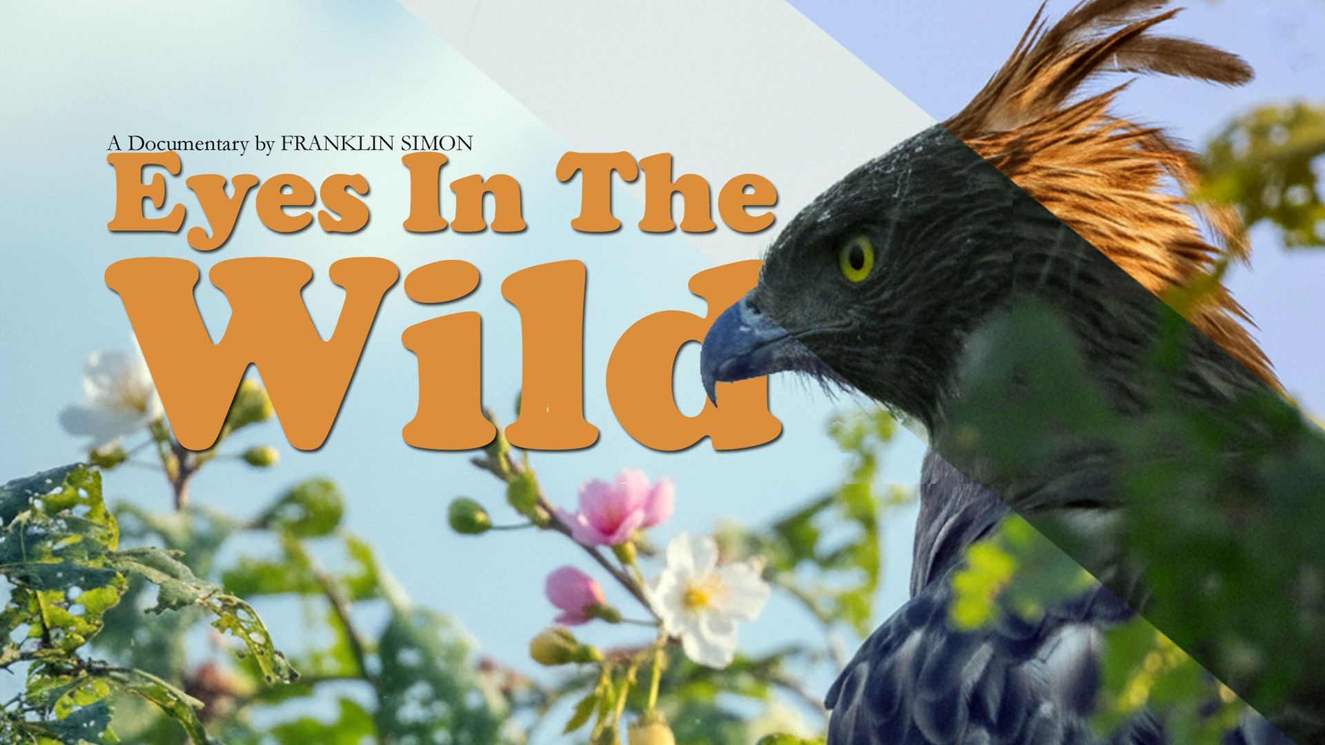 Eyes in the wild background