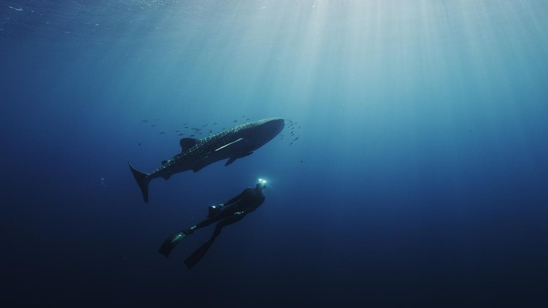 L'odyssée des monstres marins (Swimming with Legends) background