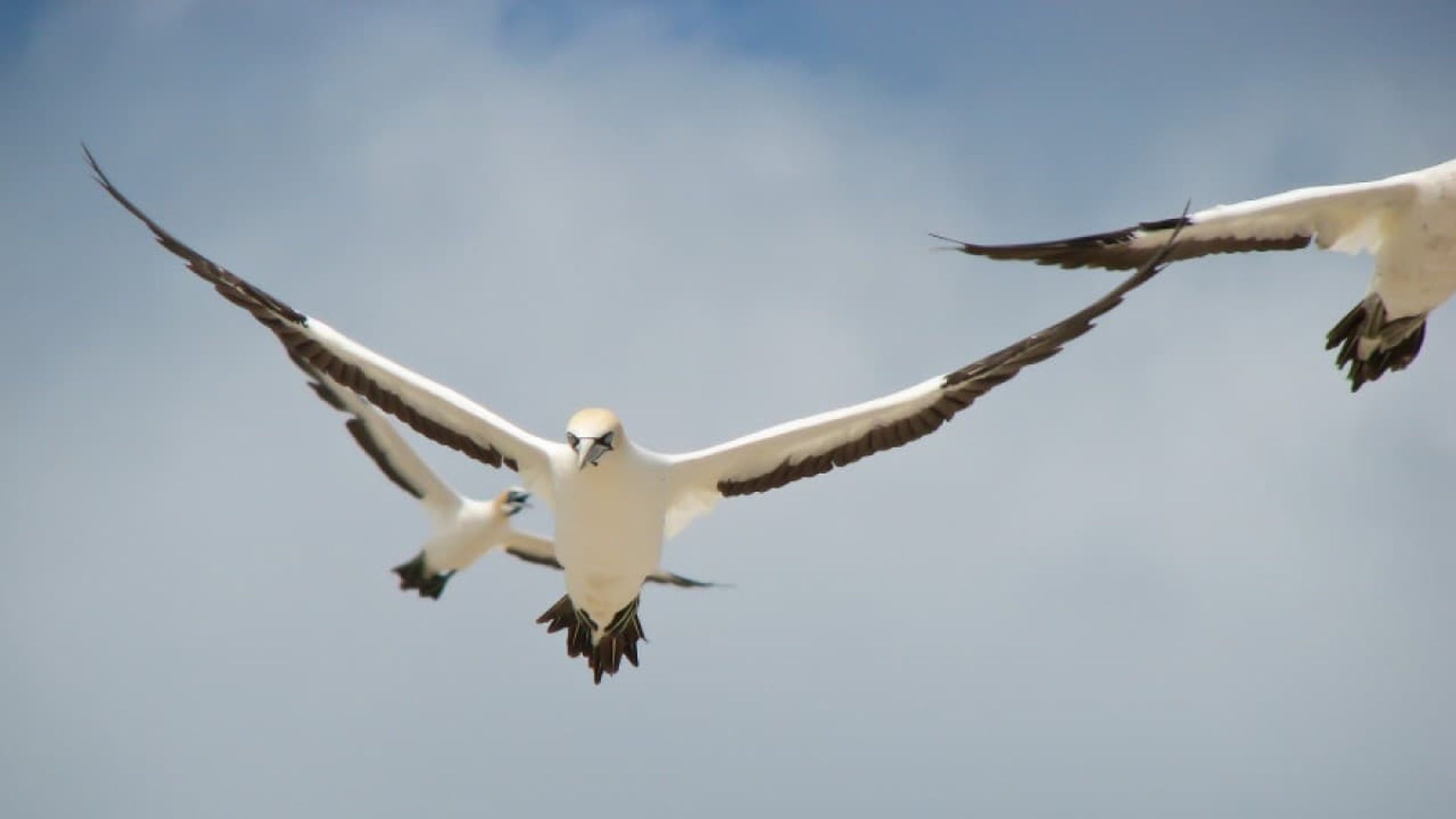 Gannets: The Wrong Side of the Run background