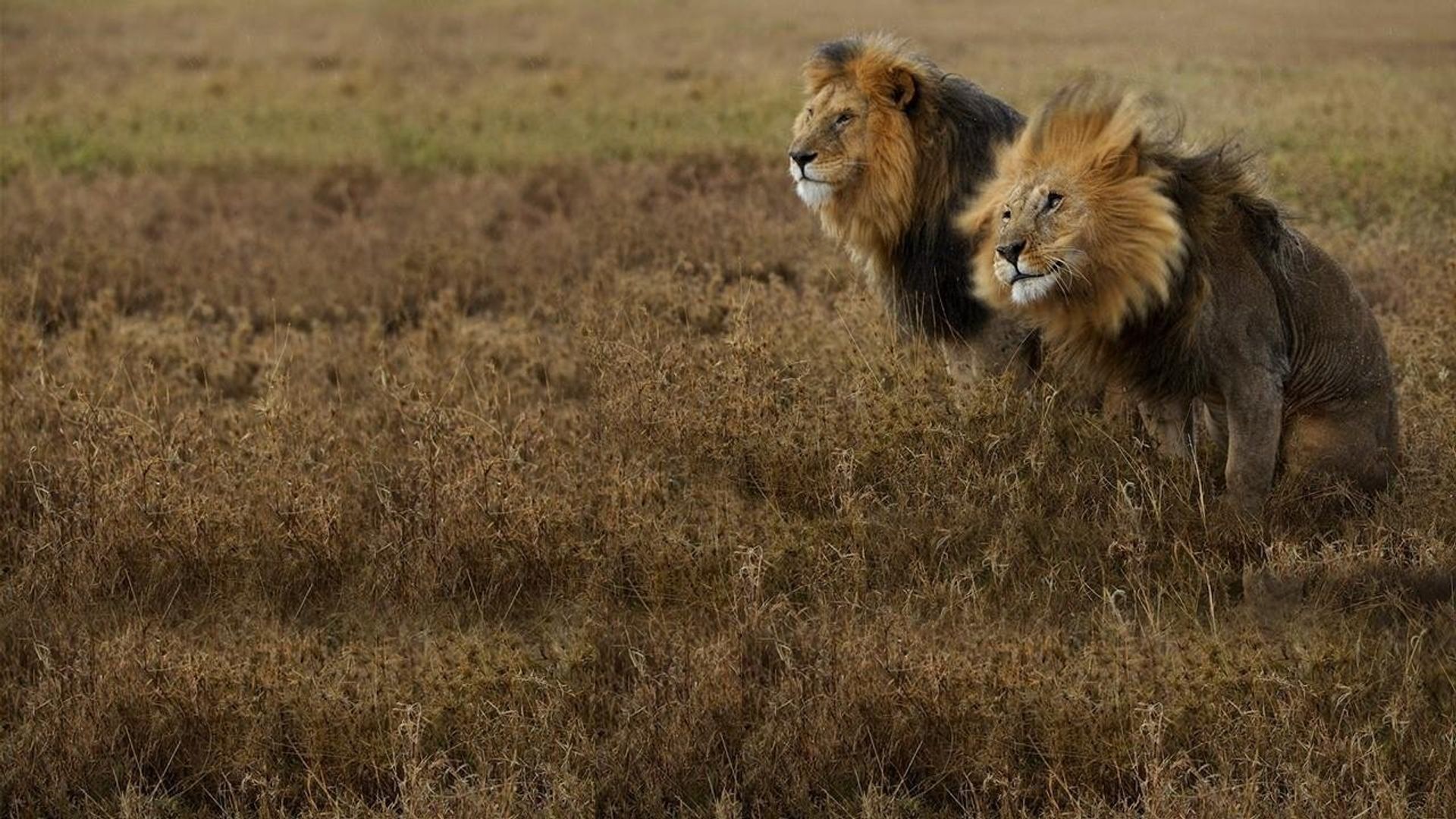 Lion Gangland background