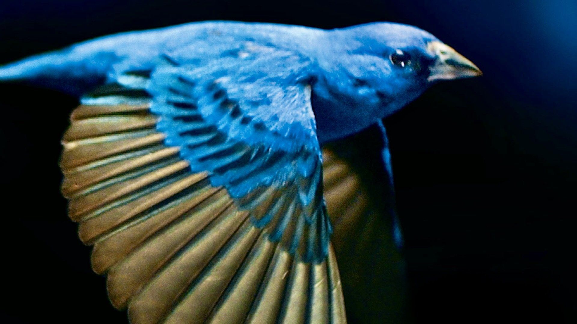 The Messenger background