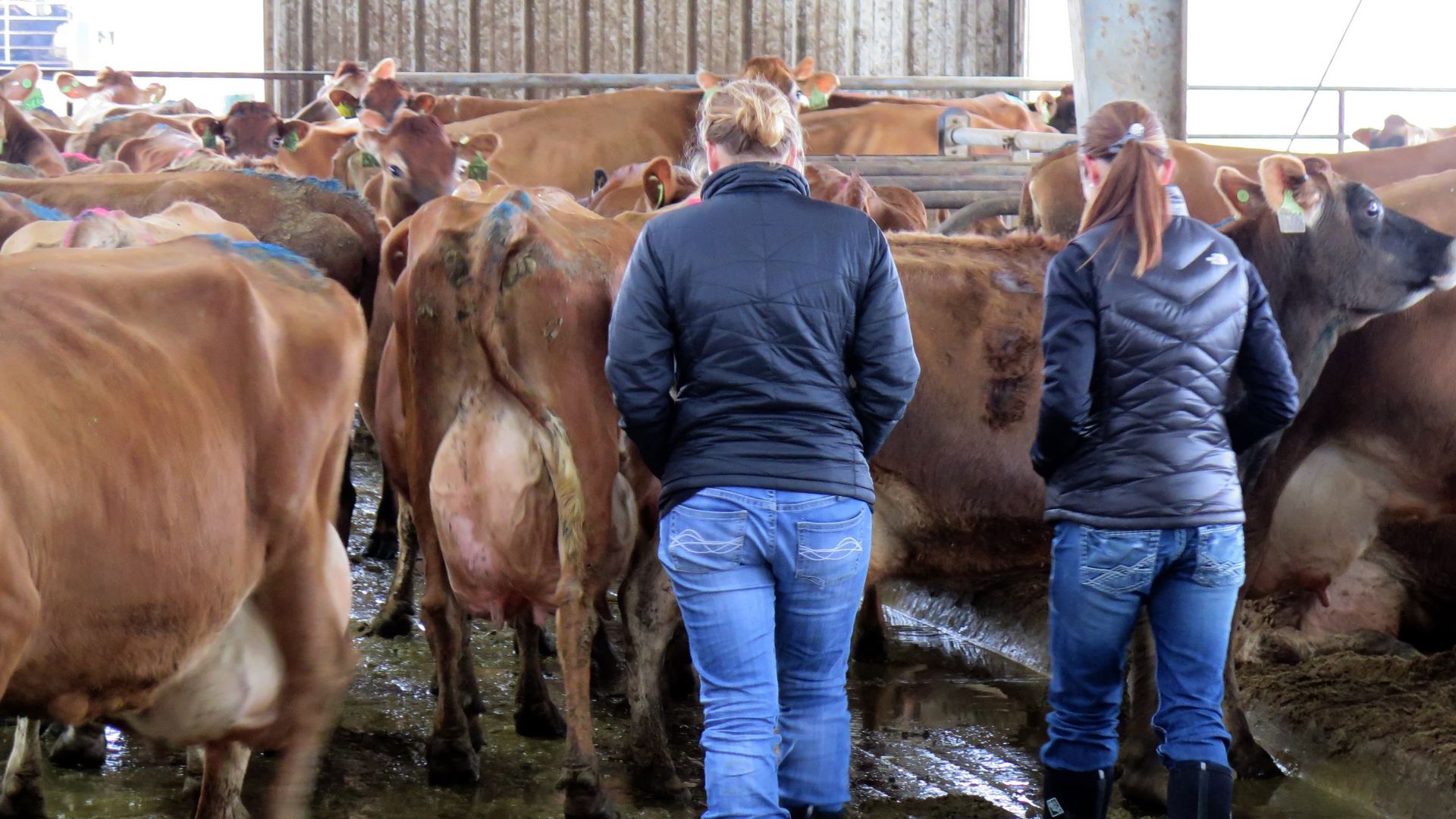 Milk Men: The Life and Times of Dairy Farmers background