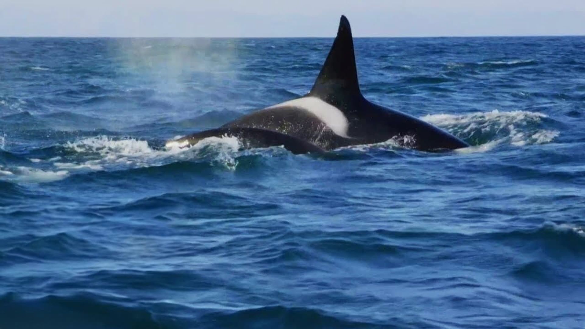 Killer Whales: The Mega Hunt background