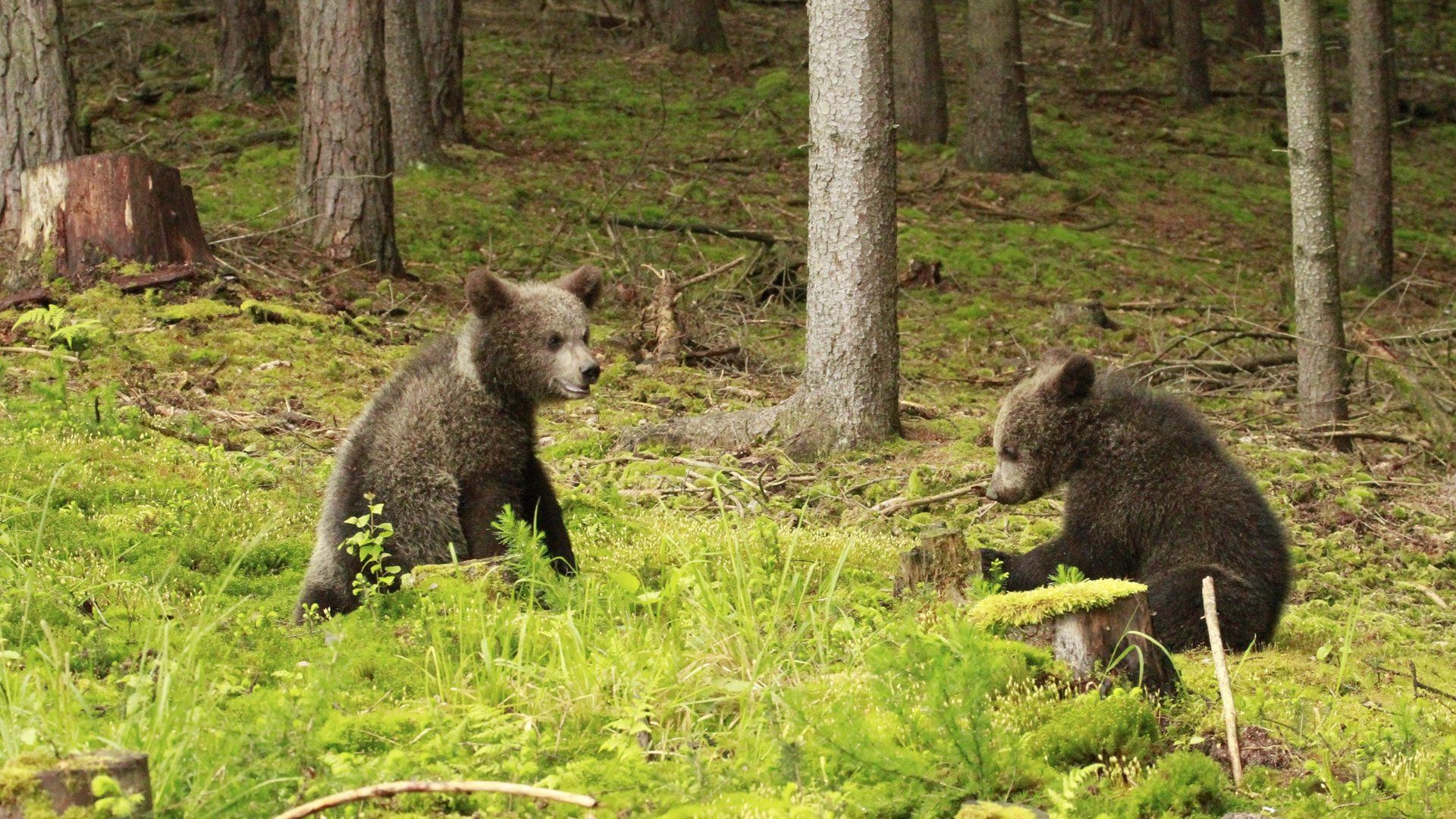 Beary Tales background