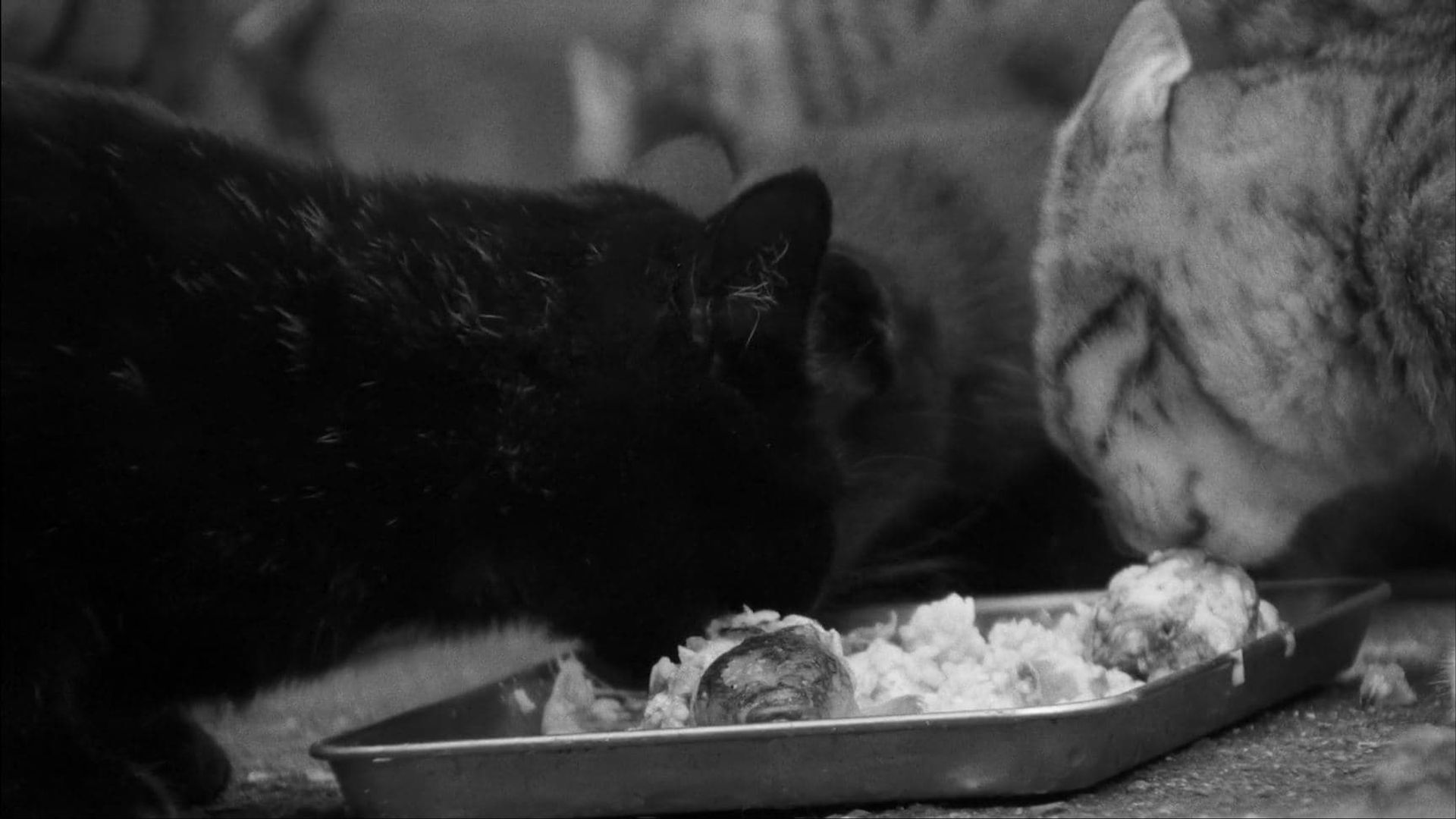 Inland Sea background