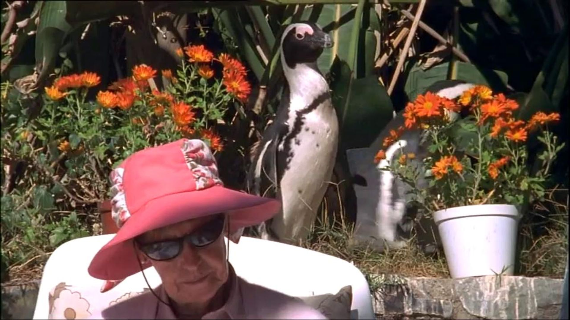 City Slickers: A Tale of Two African Penguins background