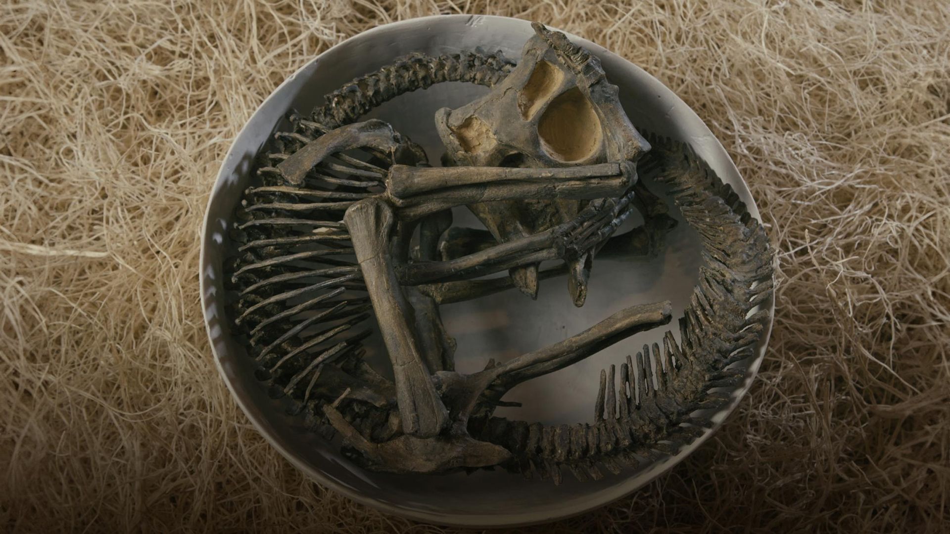 The Dinosaur Echo background