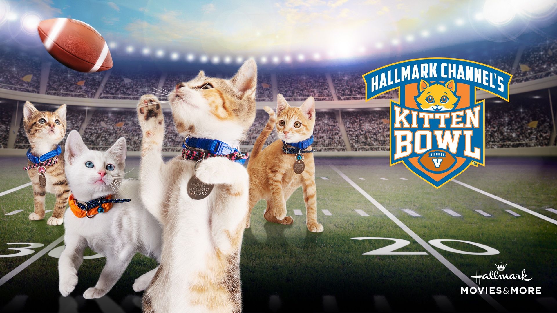 Kitten Bowl V background