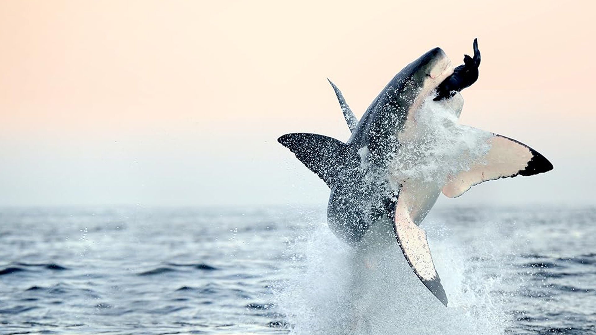 Shark Week background