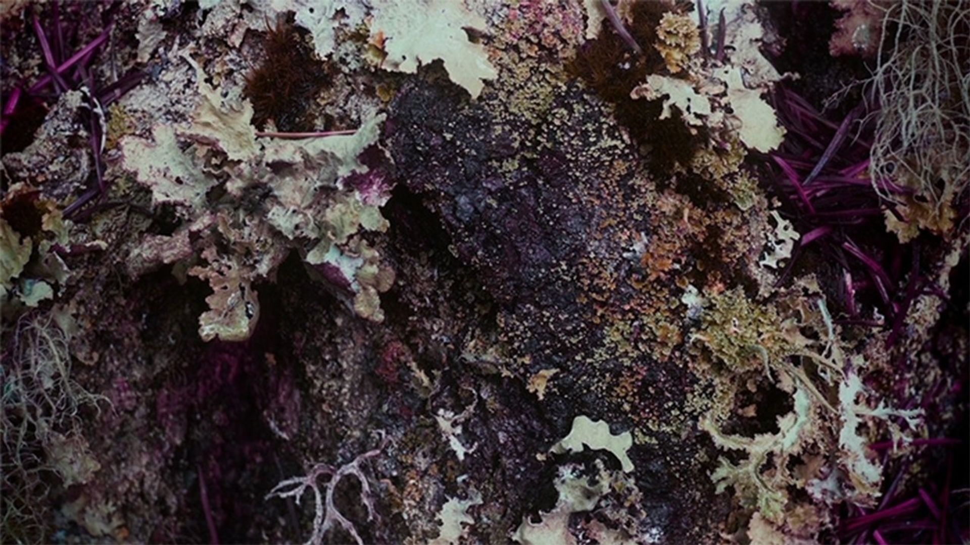 Home in the Woods background