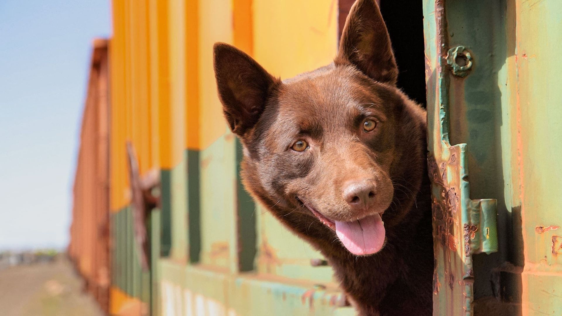 Koko: A Red Dog Story background